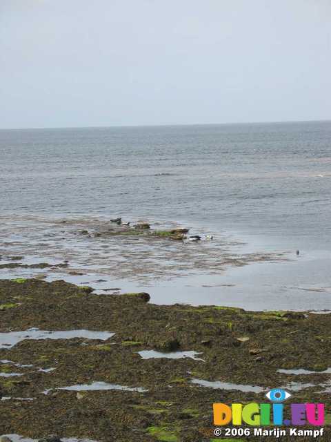 19204 Seals on the beach